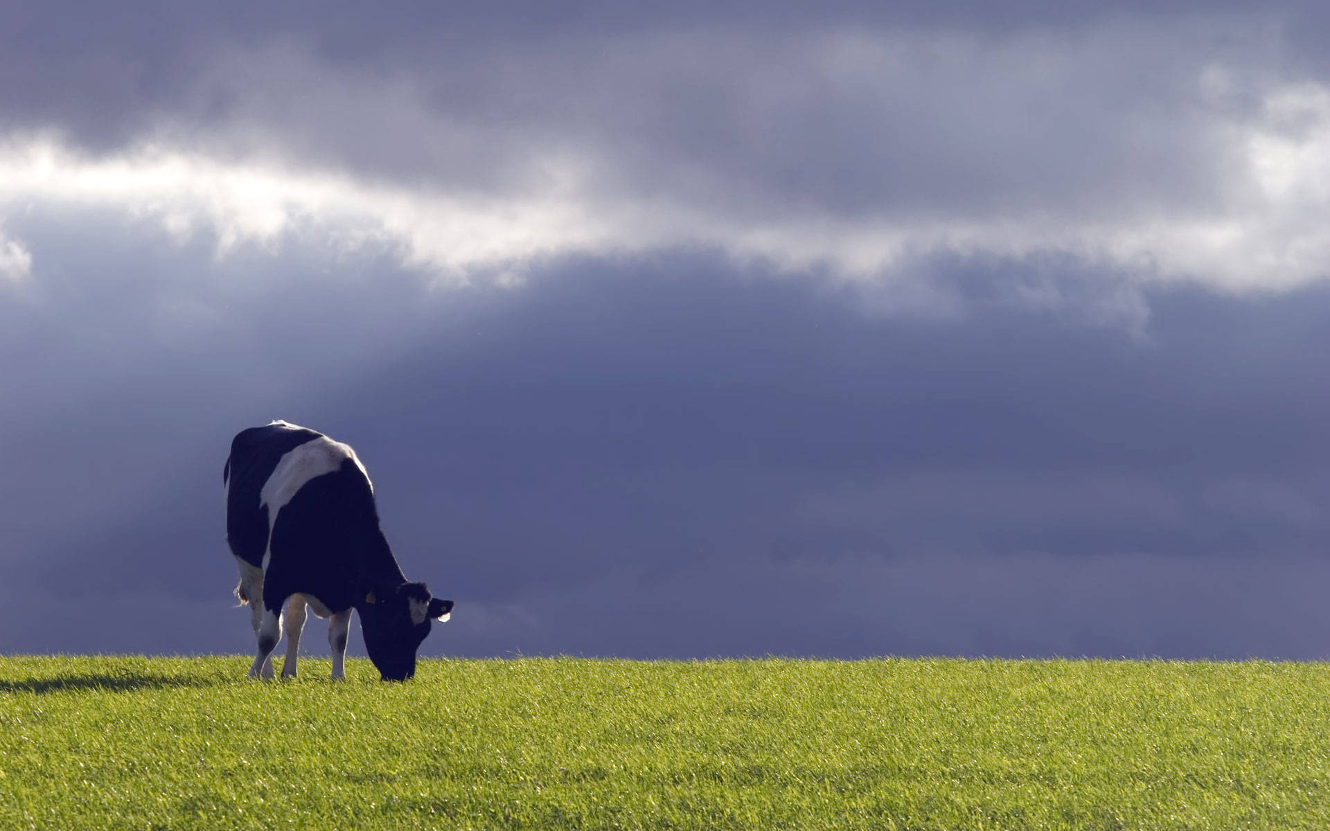 black and white cow, vibrant green field, dramatic cloudy sky, Full HD Desktop Wallpaper