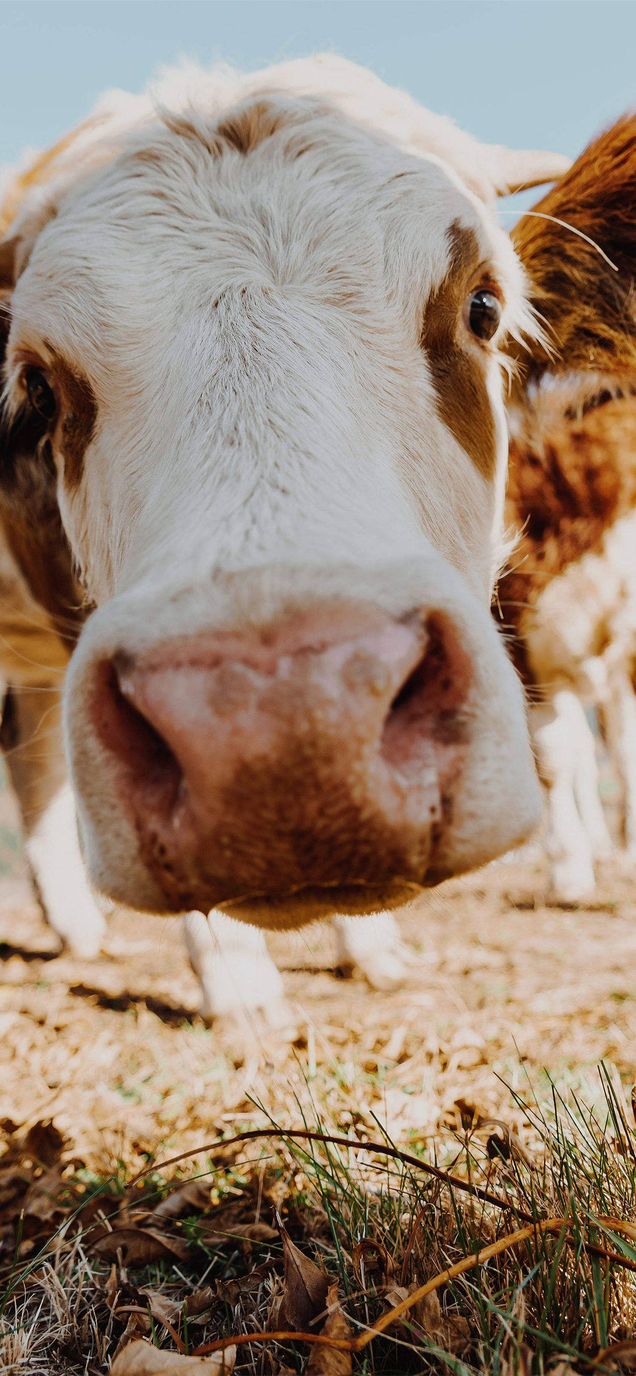 cow, brown and white, close-up, 2K Phone Wallpaper