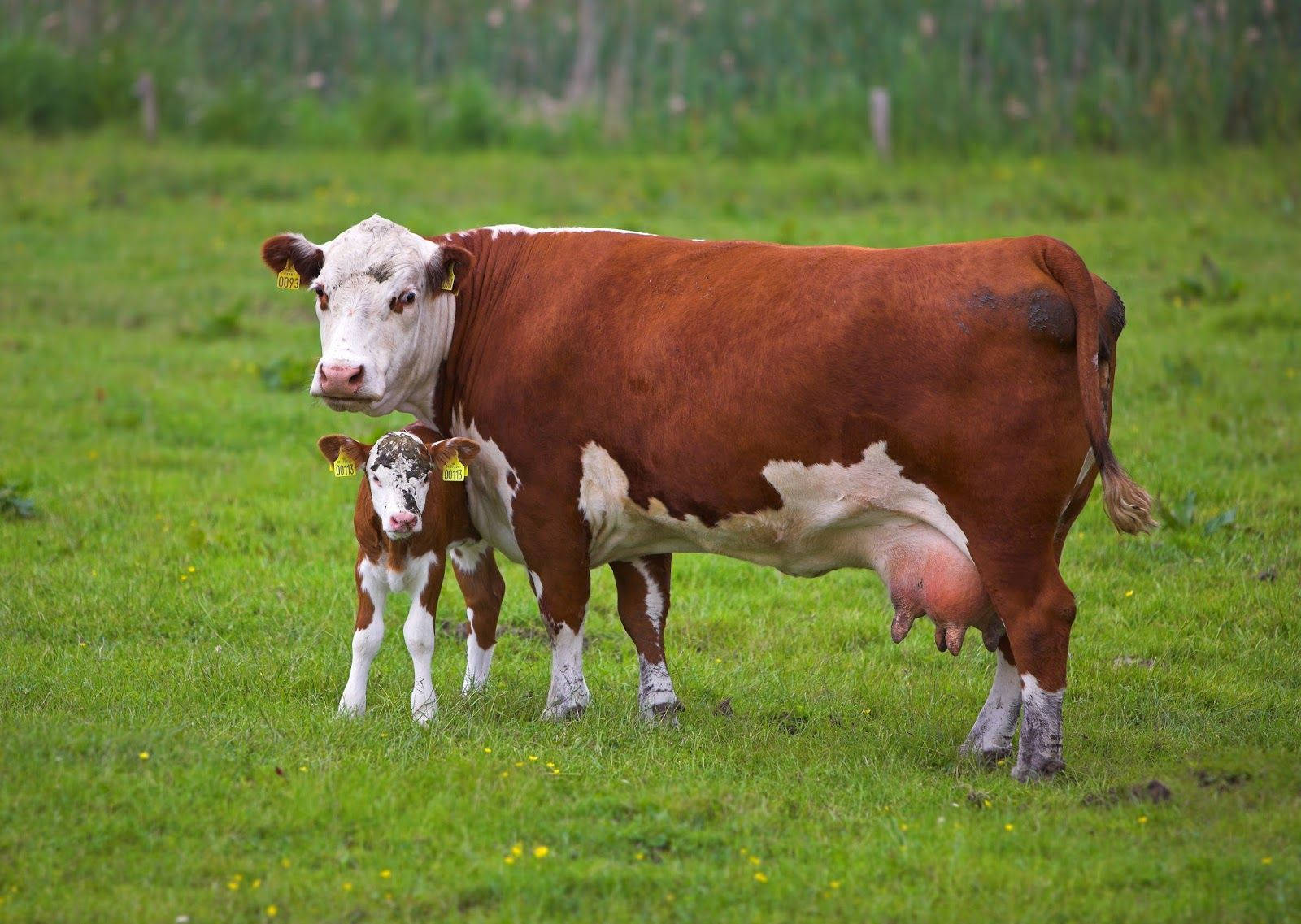calf, mama cow, brown and white cow, HD Desktop Wallpaper