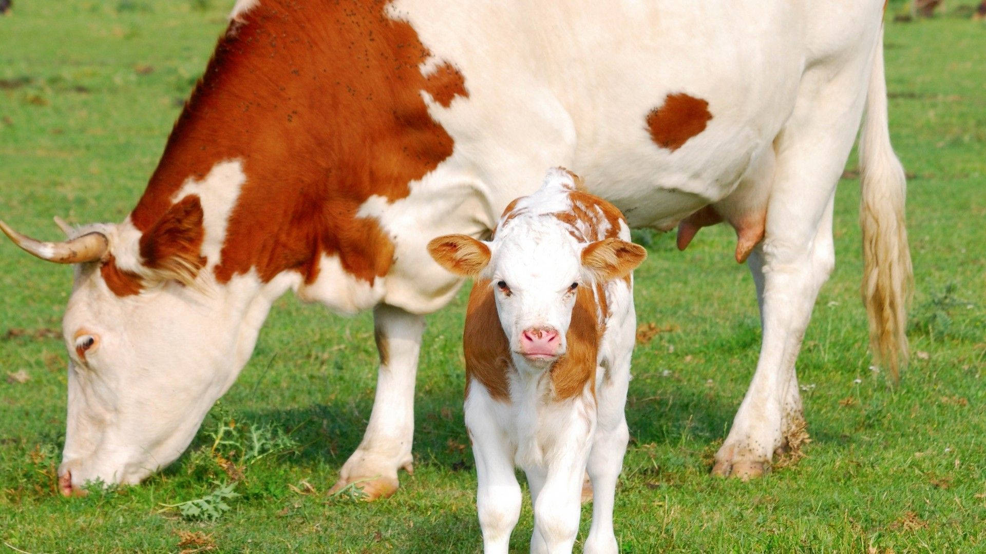 white calf, mama cow, sunlit green pasture, Full HD Desktop Wallpaper