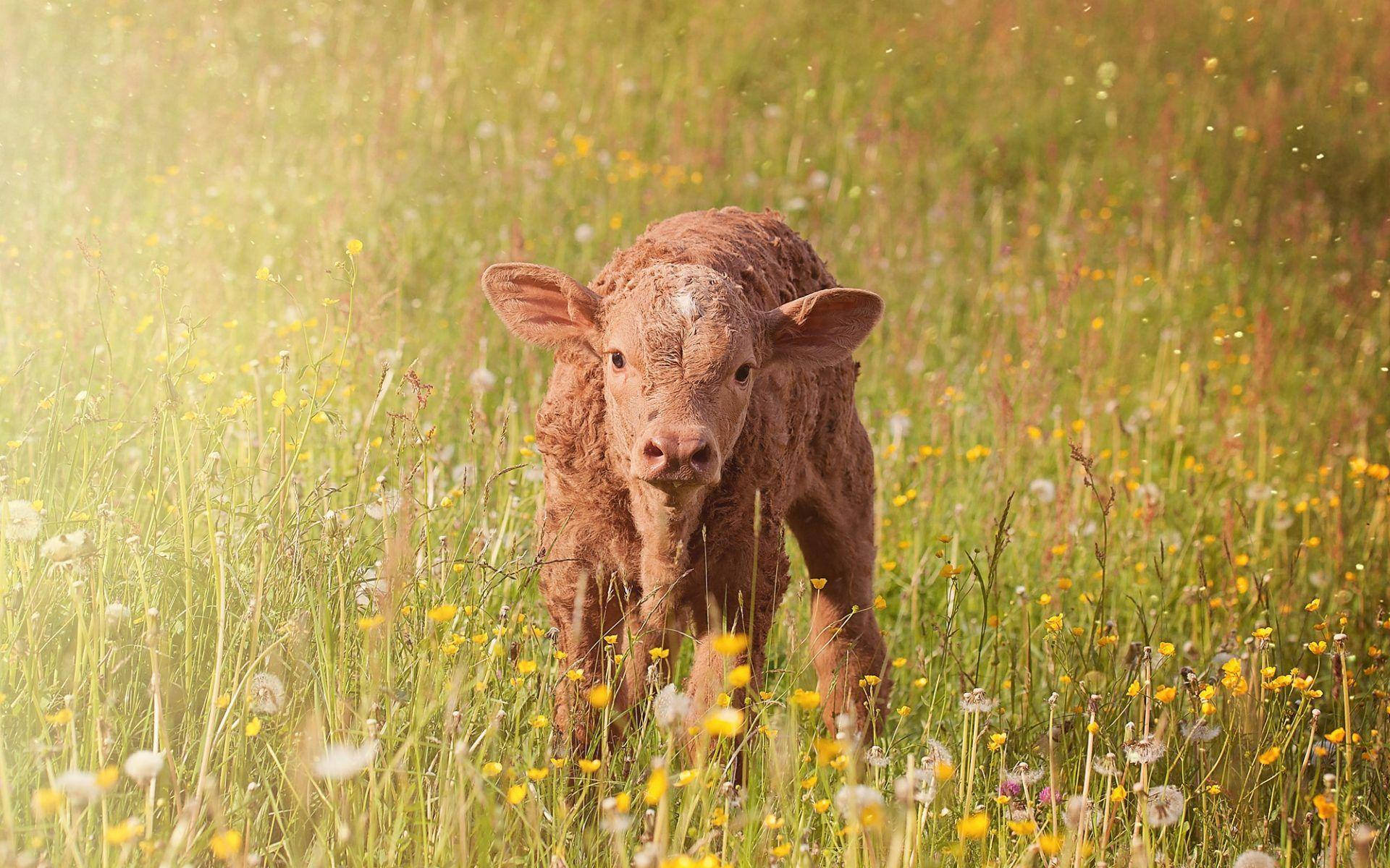 brown calf, sunlit meadow, yellow wildflowers, Full HD Desktop Wallpaper