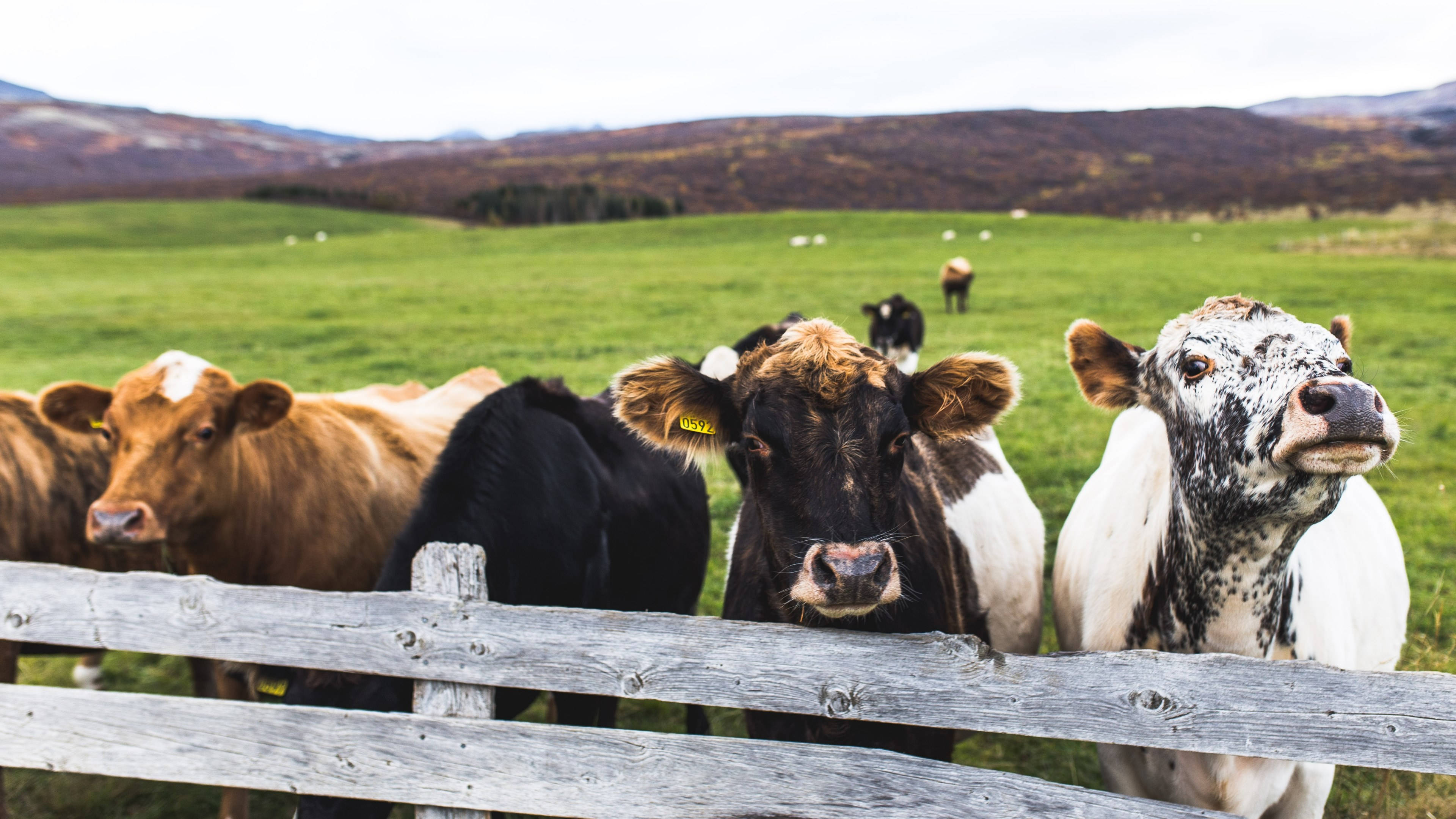 calves, cattle, weathered wooden fence, 4K Desktop Wallpaper