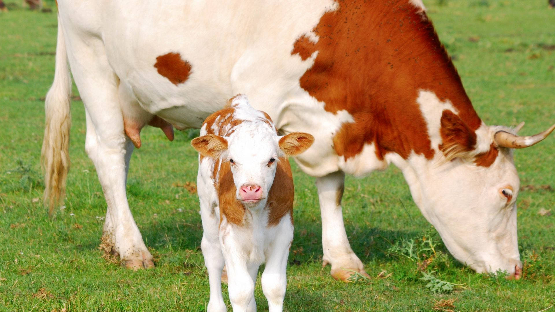 white calf, mother cow, sunlit green pasture, Full HD Desktop Wallpaper