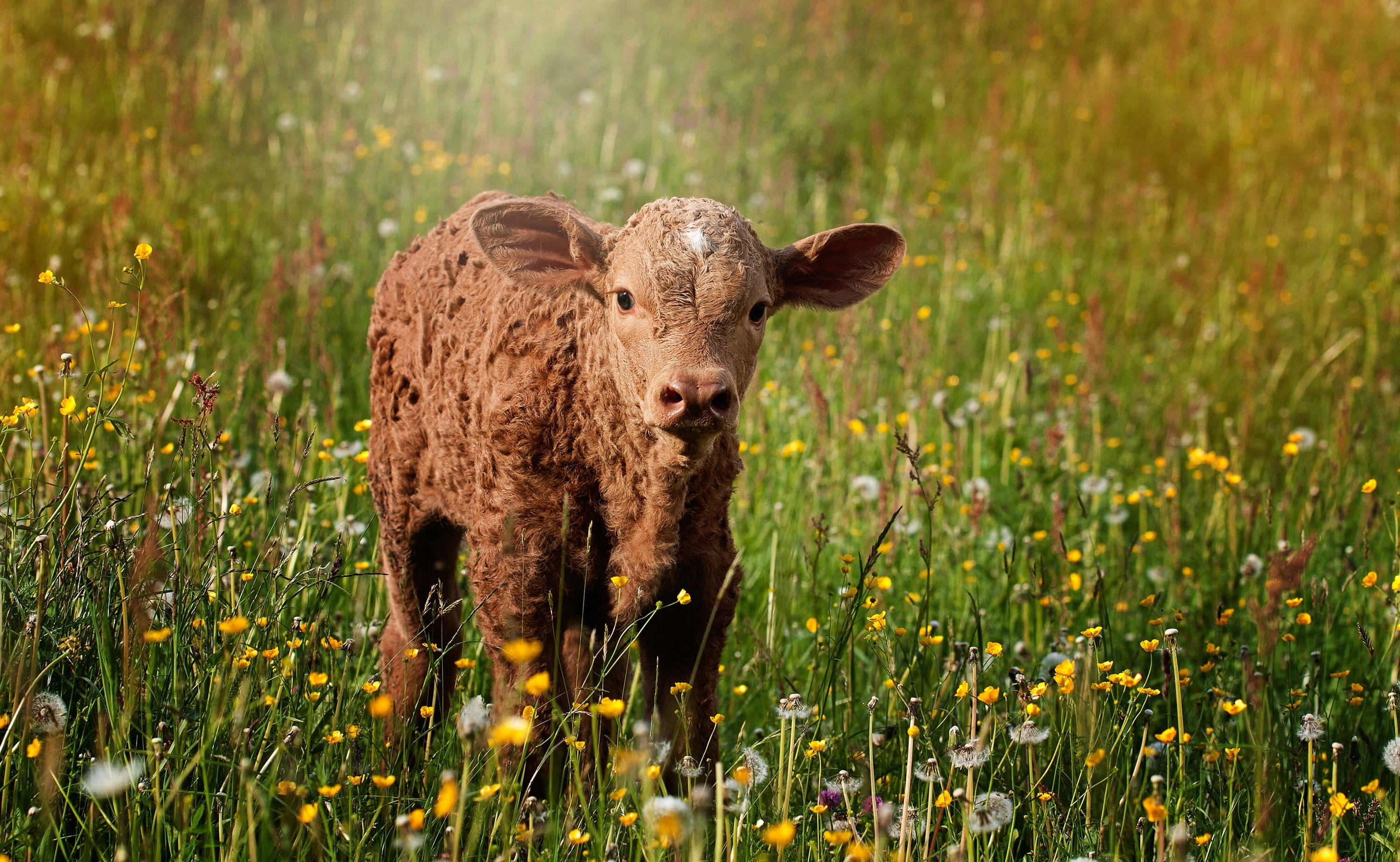 brown calf, sunlit meadow, yellow dandelions, 2K Desktop Wallpaper