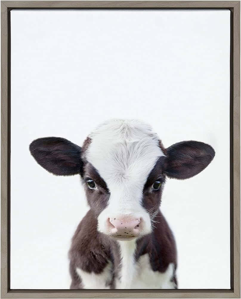 baby cow, black and white calf, large dark eyes, SD Phone Wallpaper