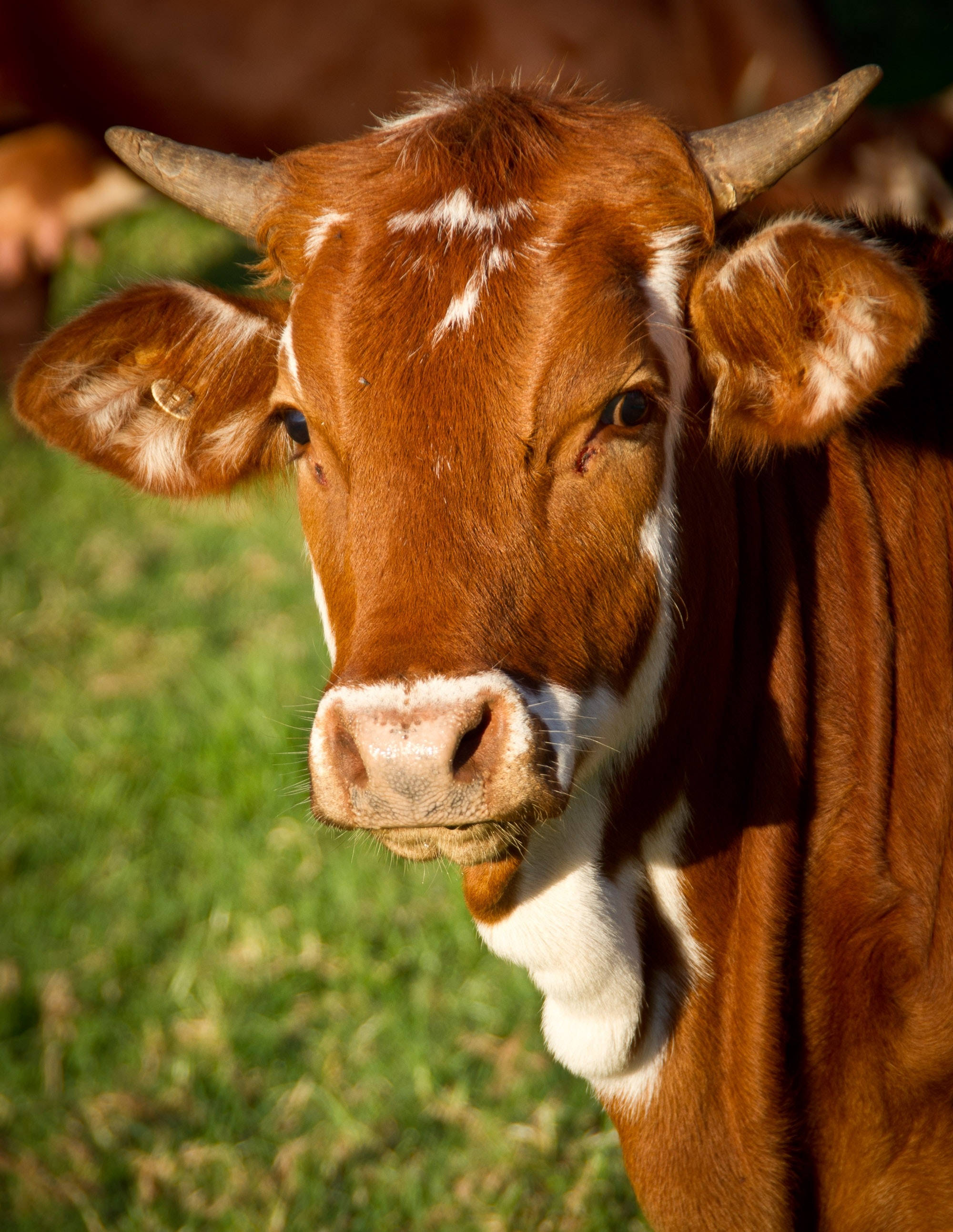 calf, brown and white, curved horns, 2K Phone Wallpaper