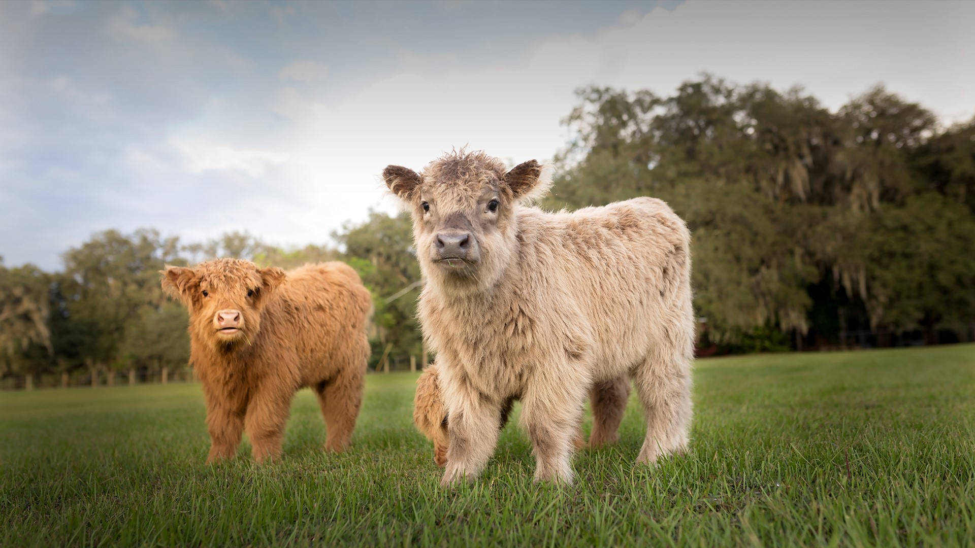 Highland calves, grassy field, trees, Full HD Desktop Wallpaper