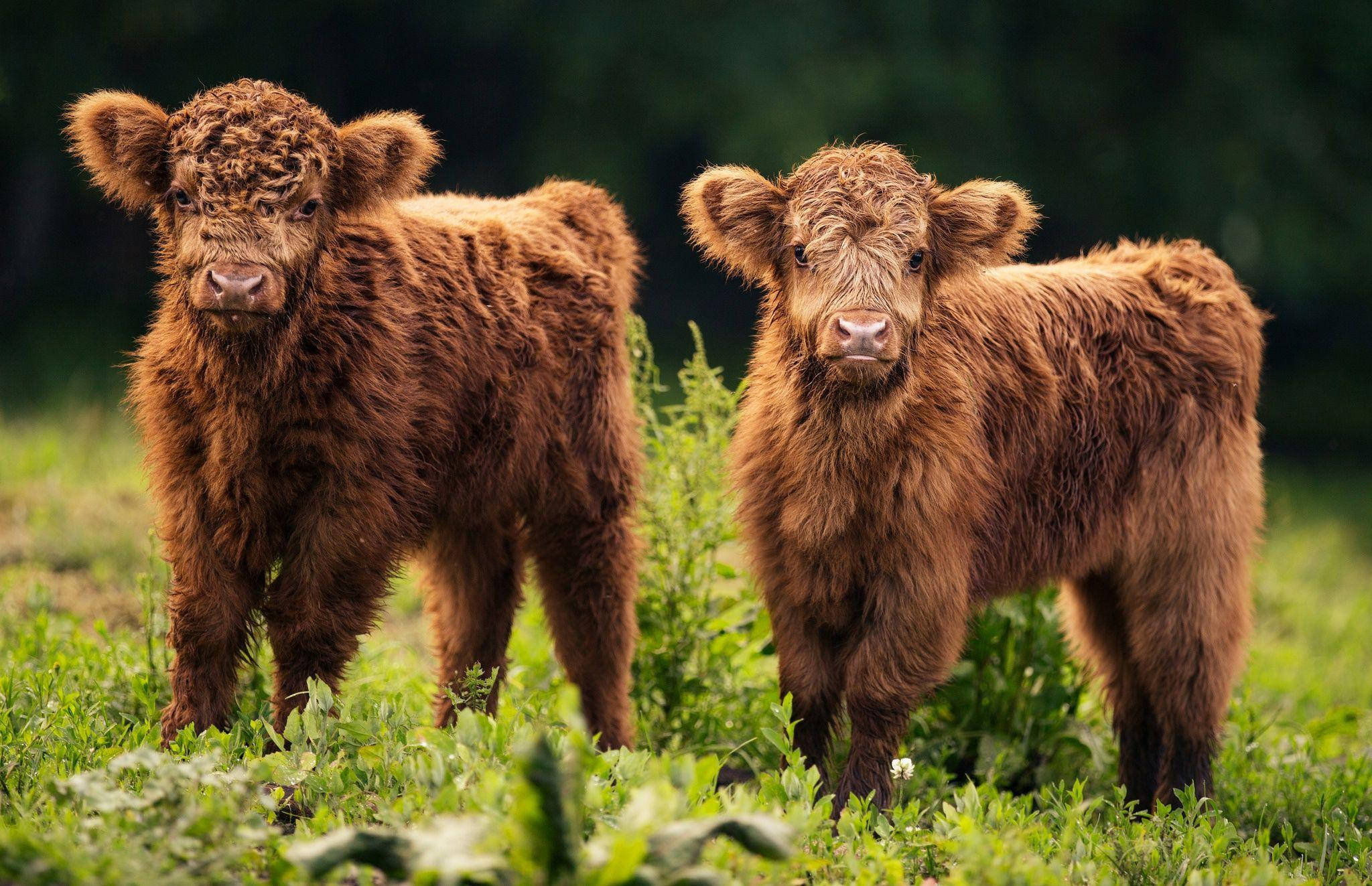 Highland calves, fluffy brown, sunlit green field, Full HD Desktop Wallpaper