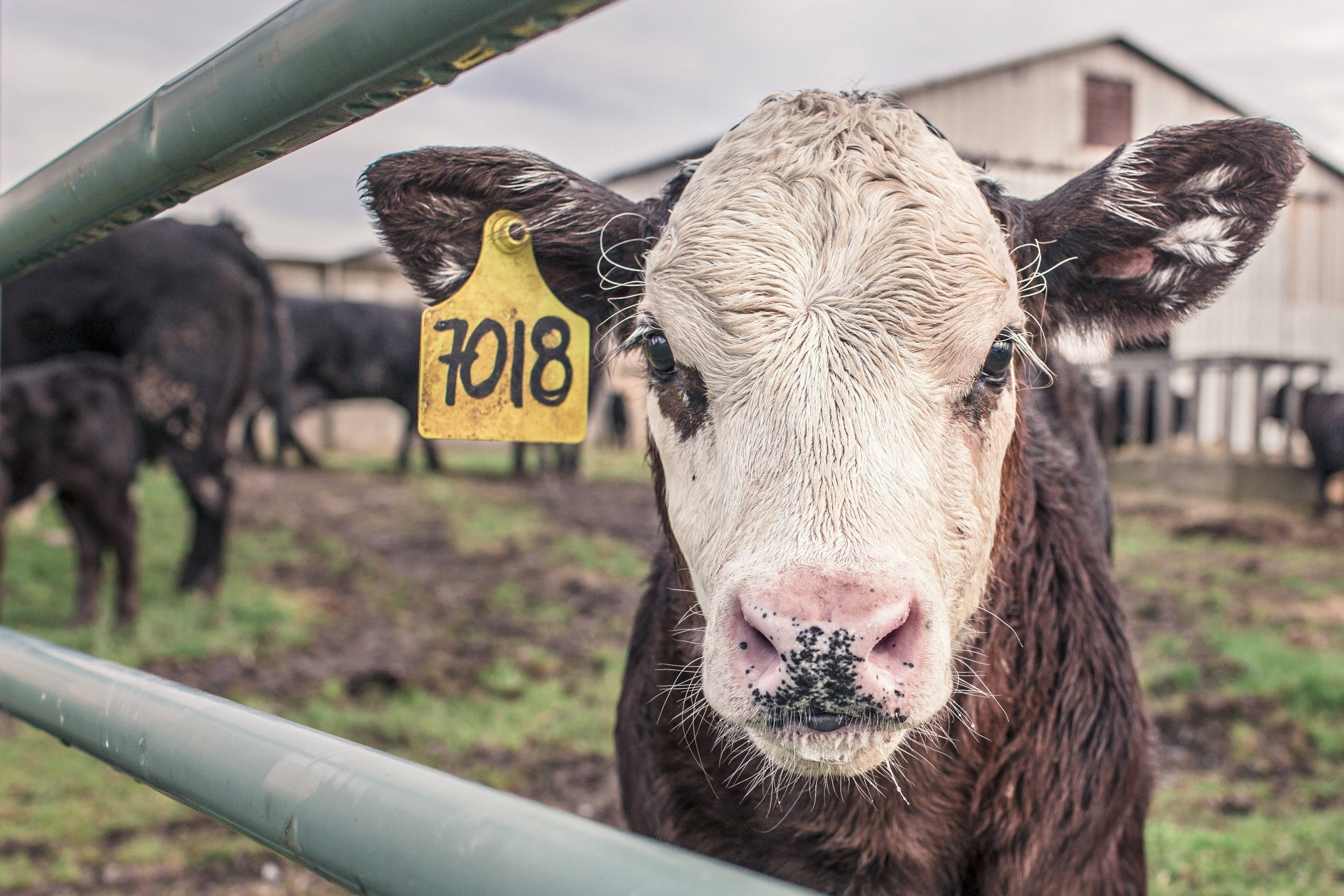 rugged calf, yellow ear tag, numbered 7018, 4K Desktop Wallpaper