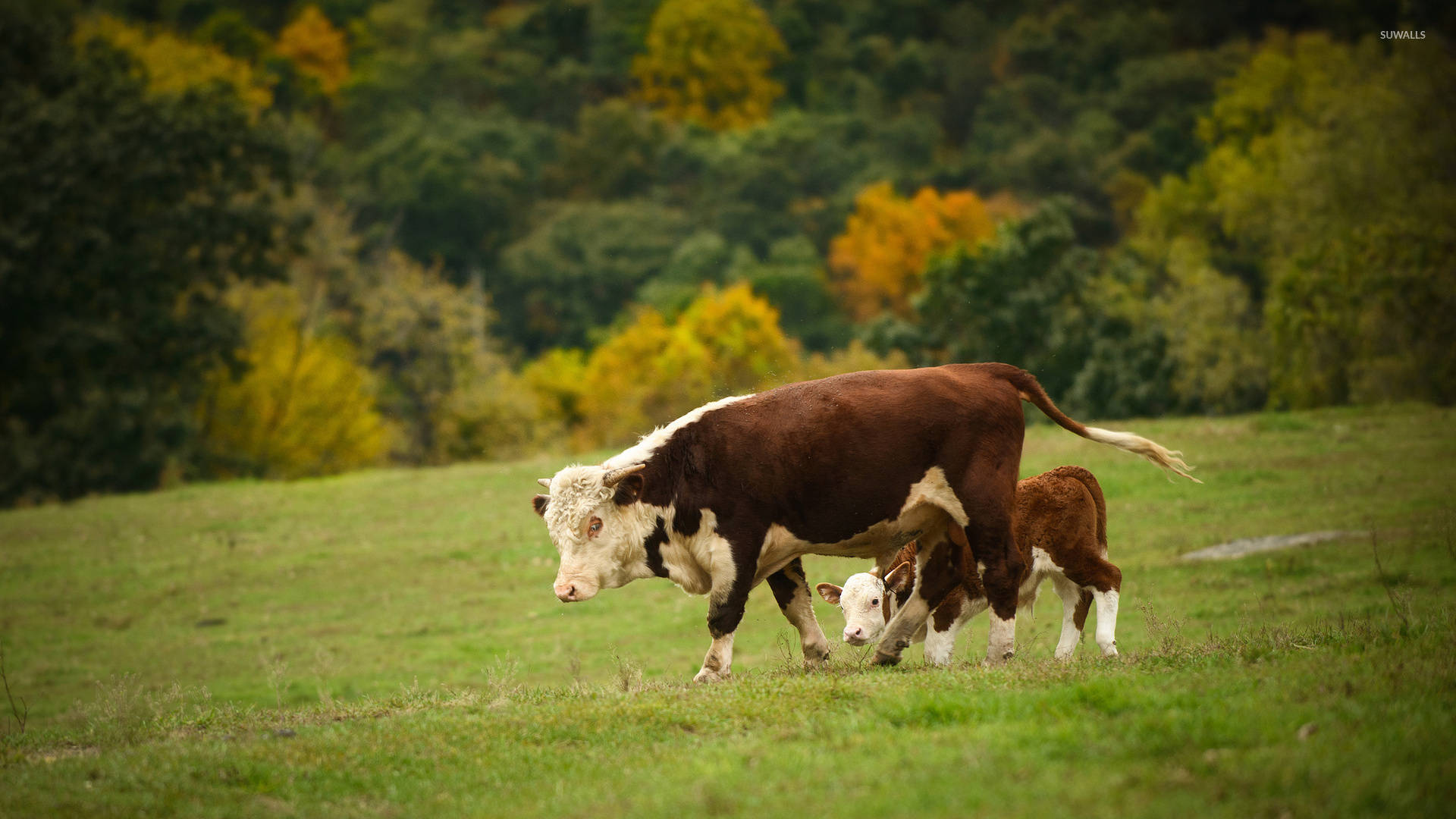 brown calves, mother, luscious green meadow, Full HD Desktop Wallpaper