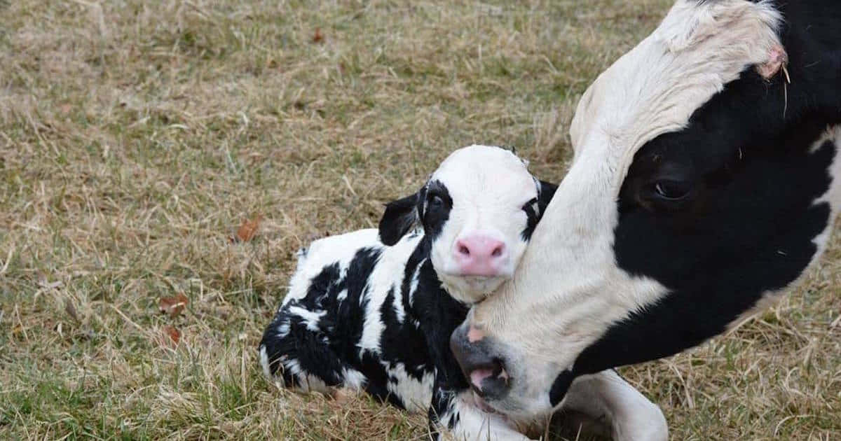 mother cow, newborn calf, black and white calf, SD Desktop Wallpaper