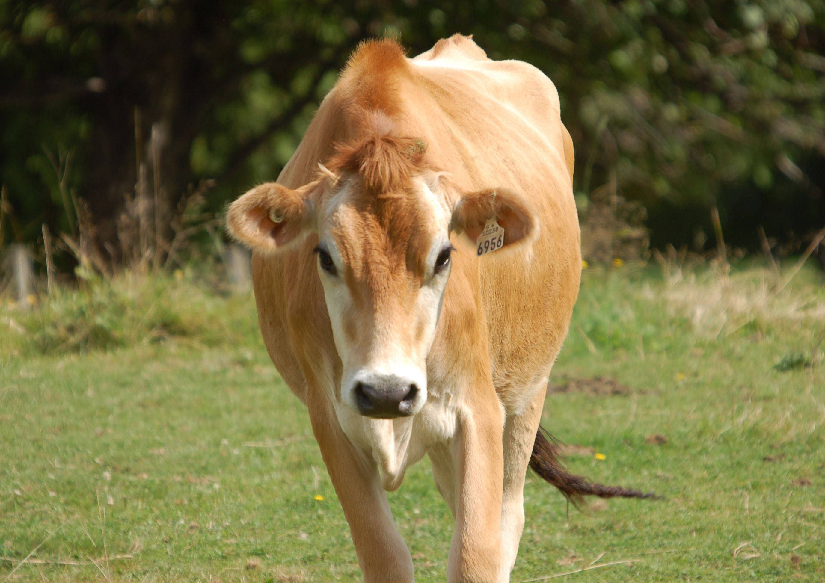 brown calf, white face, ear tag, 2K Desktop Wallpaper