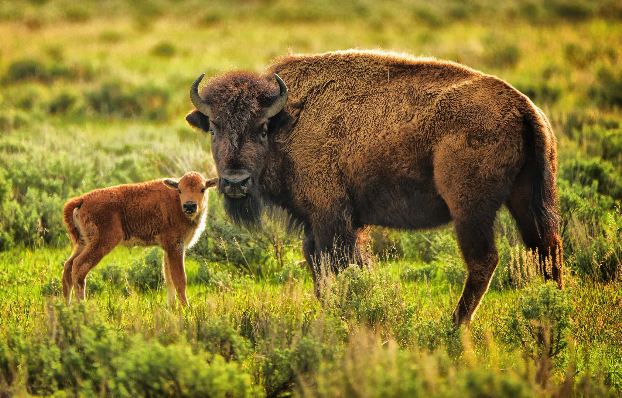 bison, calf, grassy field, Full HD Desktop Wallpaper