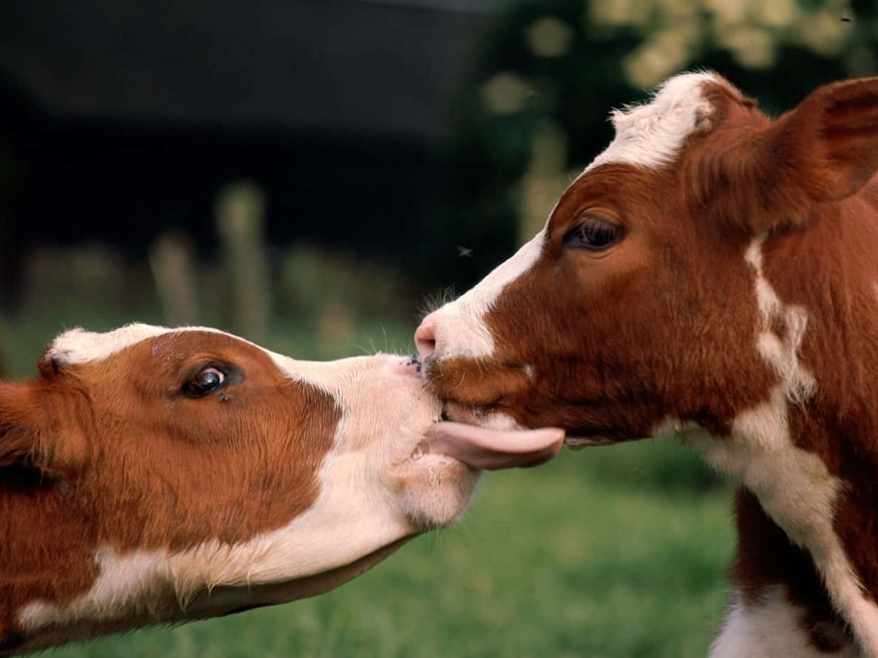 affectionate calf moment, brown and white calves, nuzzle, SD Desktop Wallpaper