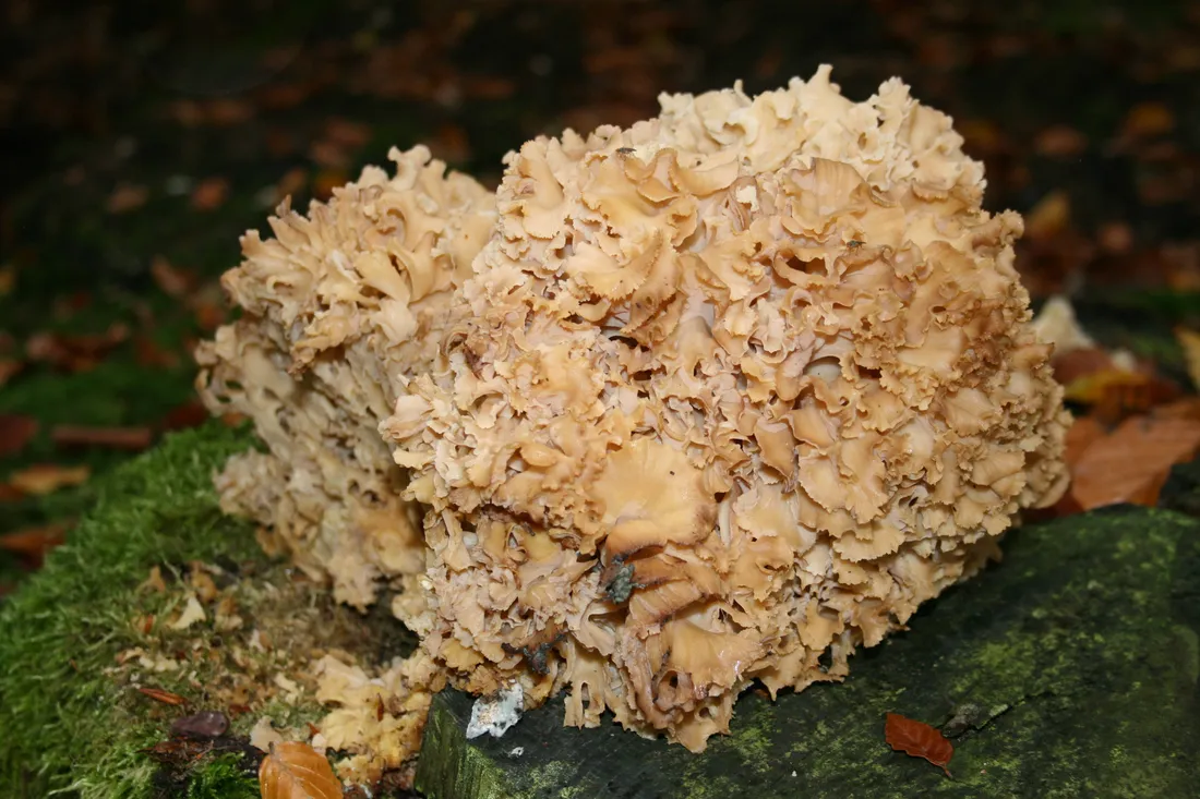 Cauliflower