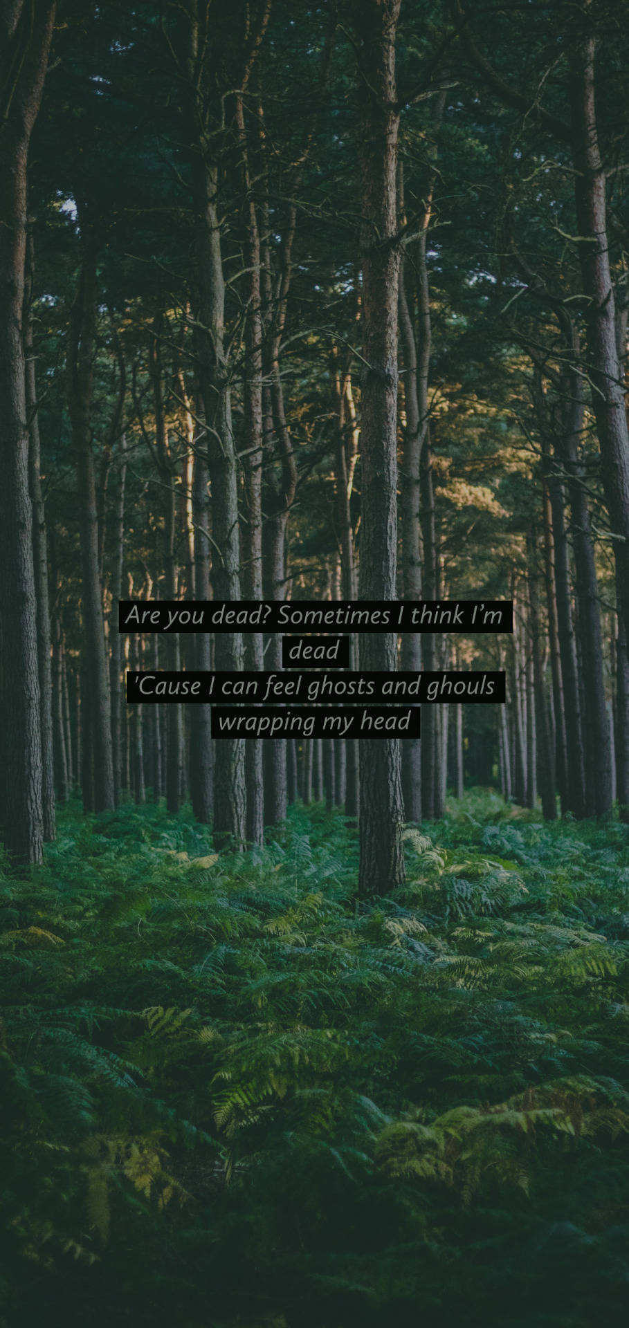 Cavetown, sunlight, dense forest, Full HD Phone Wallpaper