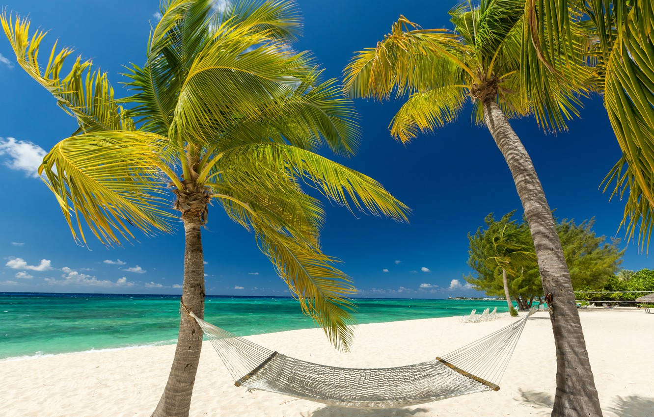 Cayman Island, hammock, palm trees, HD Desktop Wallpaper