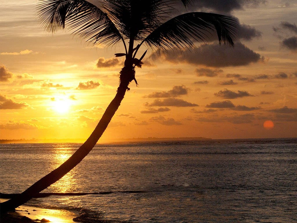 Cayman Island, sunset, palm tree, SD Desktop Wallpaper