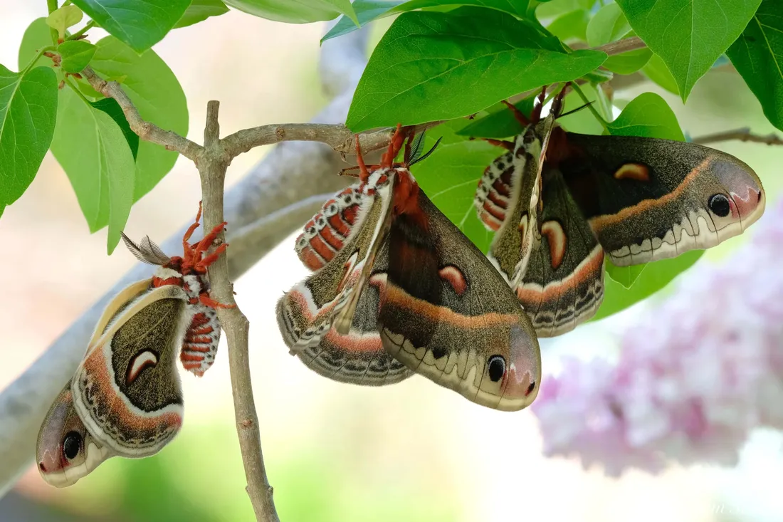 Cecropia Moth