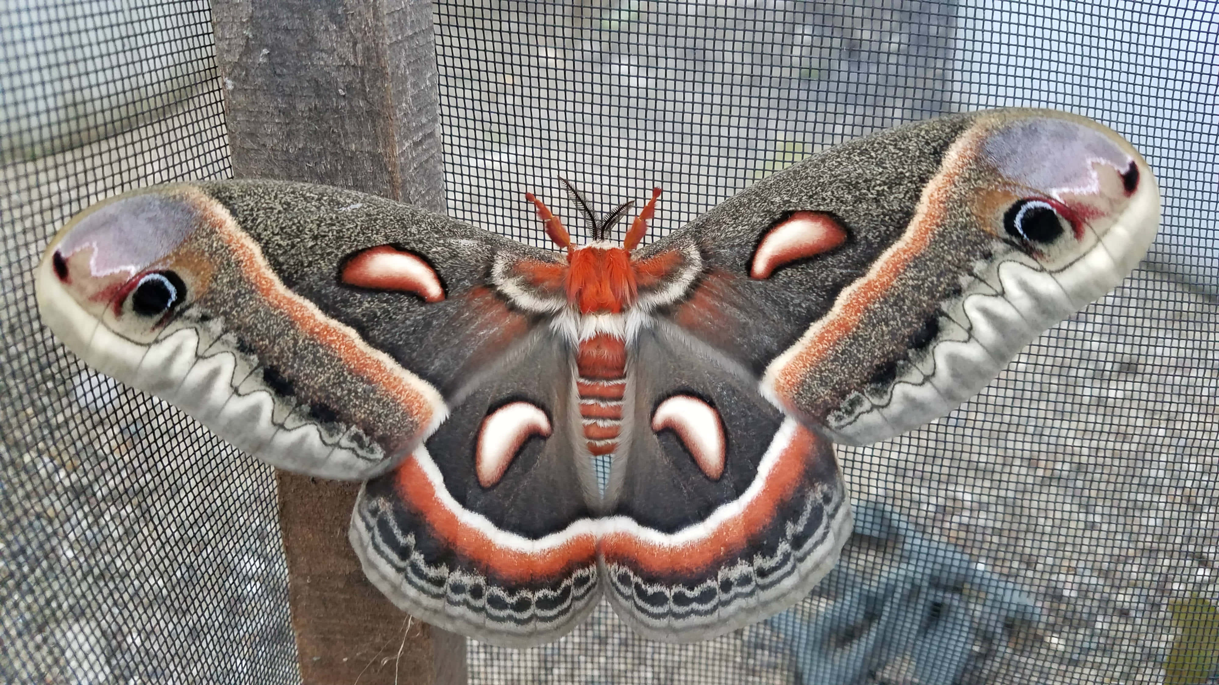 Cecropia Moth, eye-like patterns, mesh screen, 4K Desktop Wallpaper