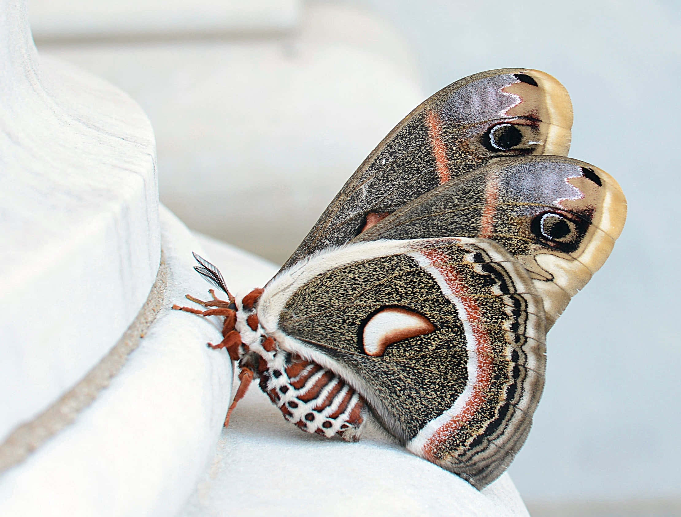 Cecropia Moth, eye spots, orange stripes, Full HD Desktop Wallpaper