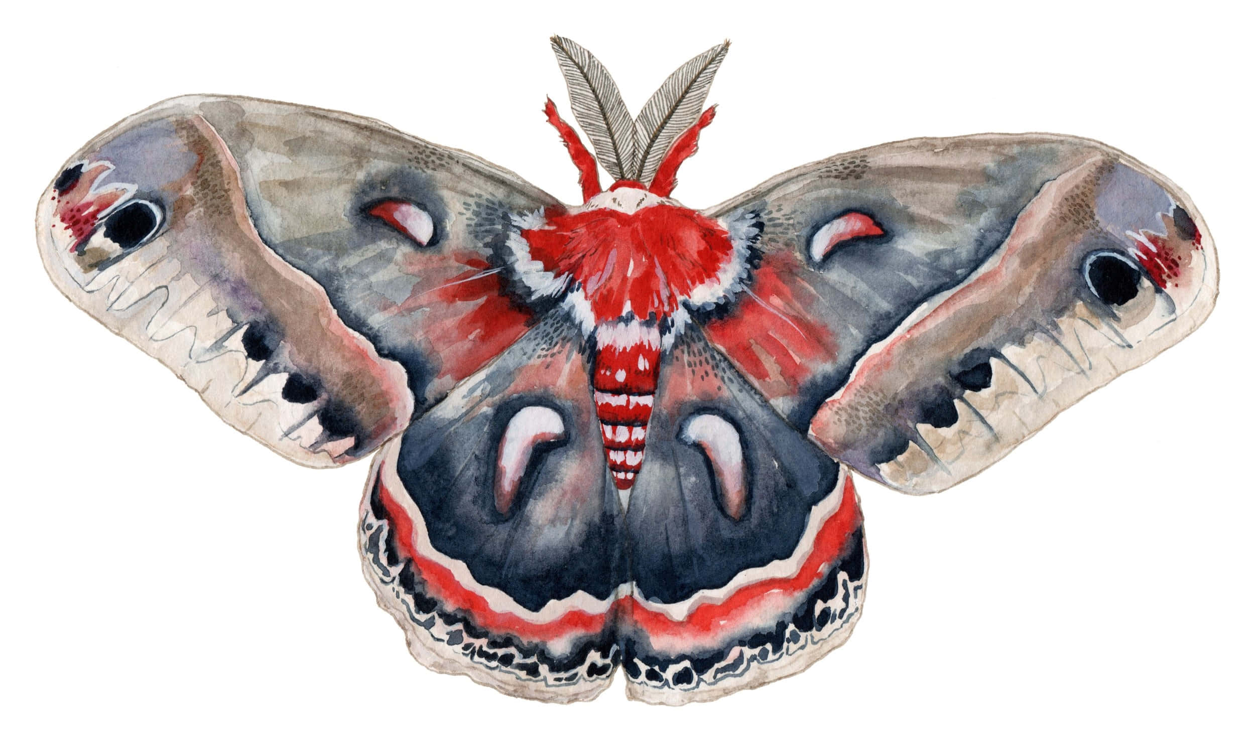 Cecropia Moth, watercolor illustration, gray wings, Full HD Desktop Wallpaper