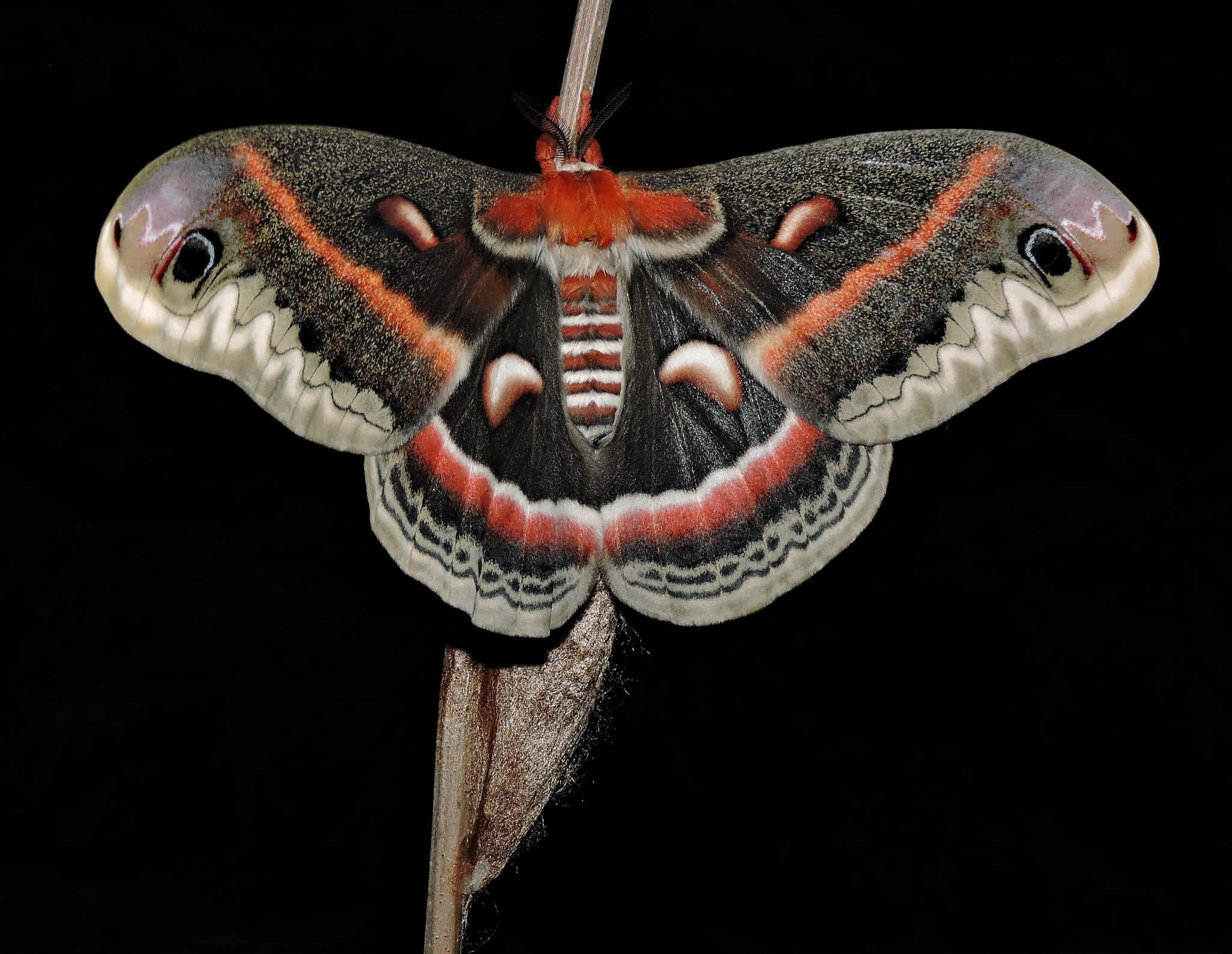 Cecropia Moth, eye spots, red stripes, Full HD Desktop Wallpaper