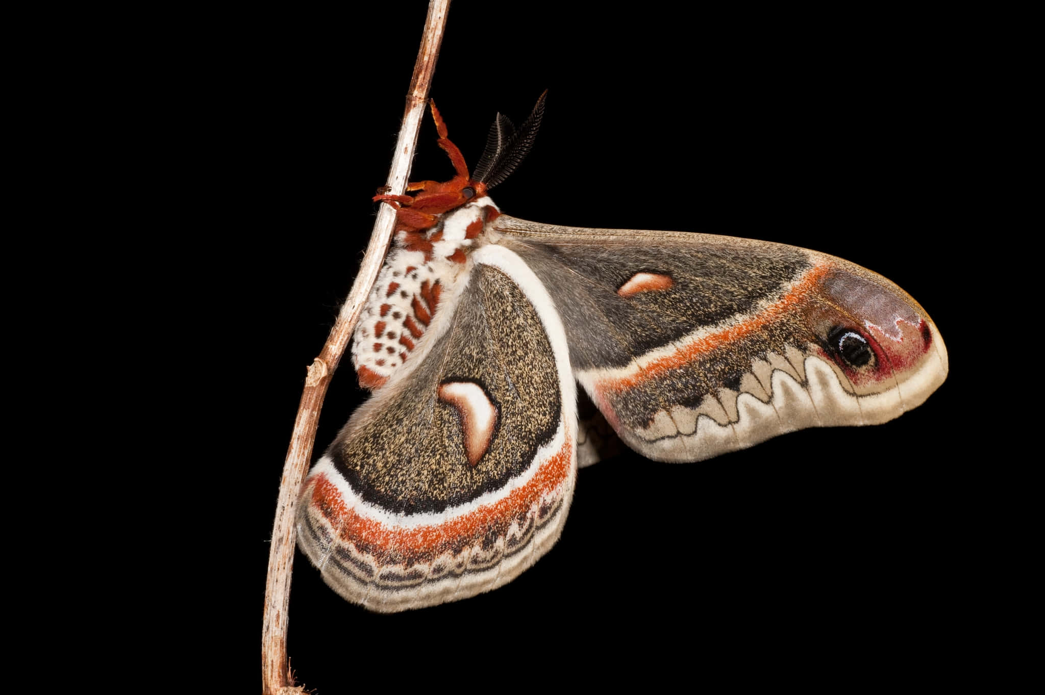 Cecropia Moth, twig, brown orange and white wing patterns, Full HD Desktop Wallpaper