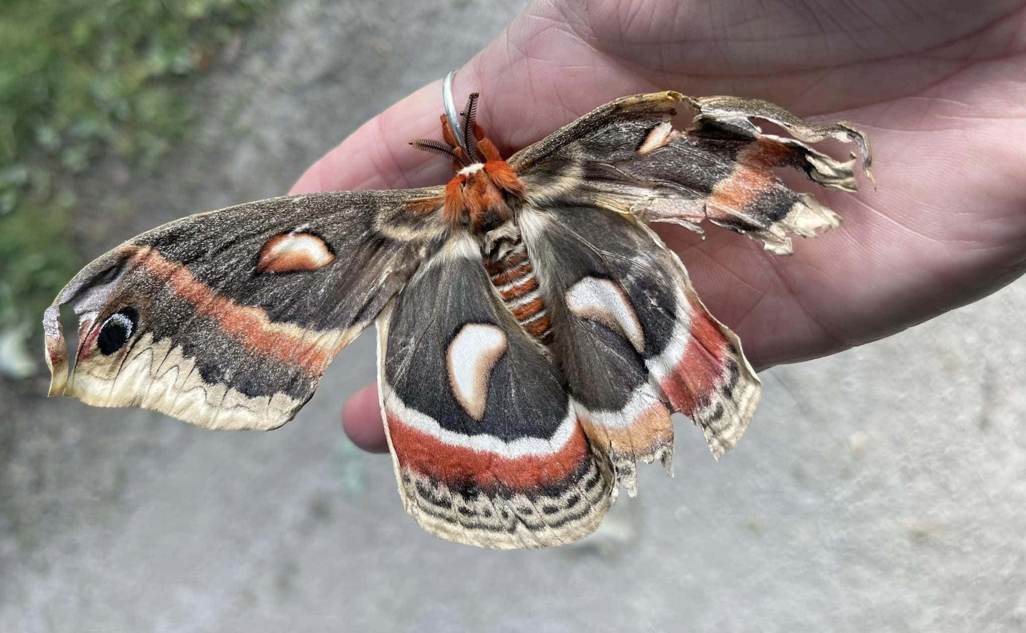 Cecropia Moth, brown red and white patterned wings, open human hand, Full HD Desktop Wallpaper