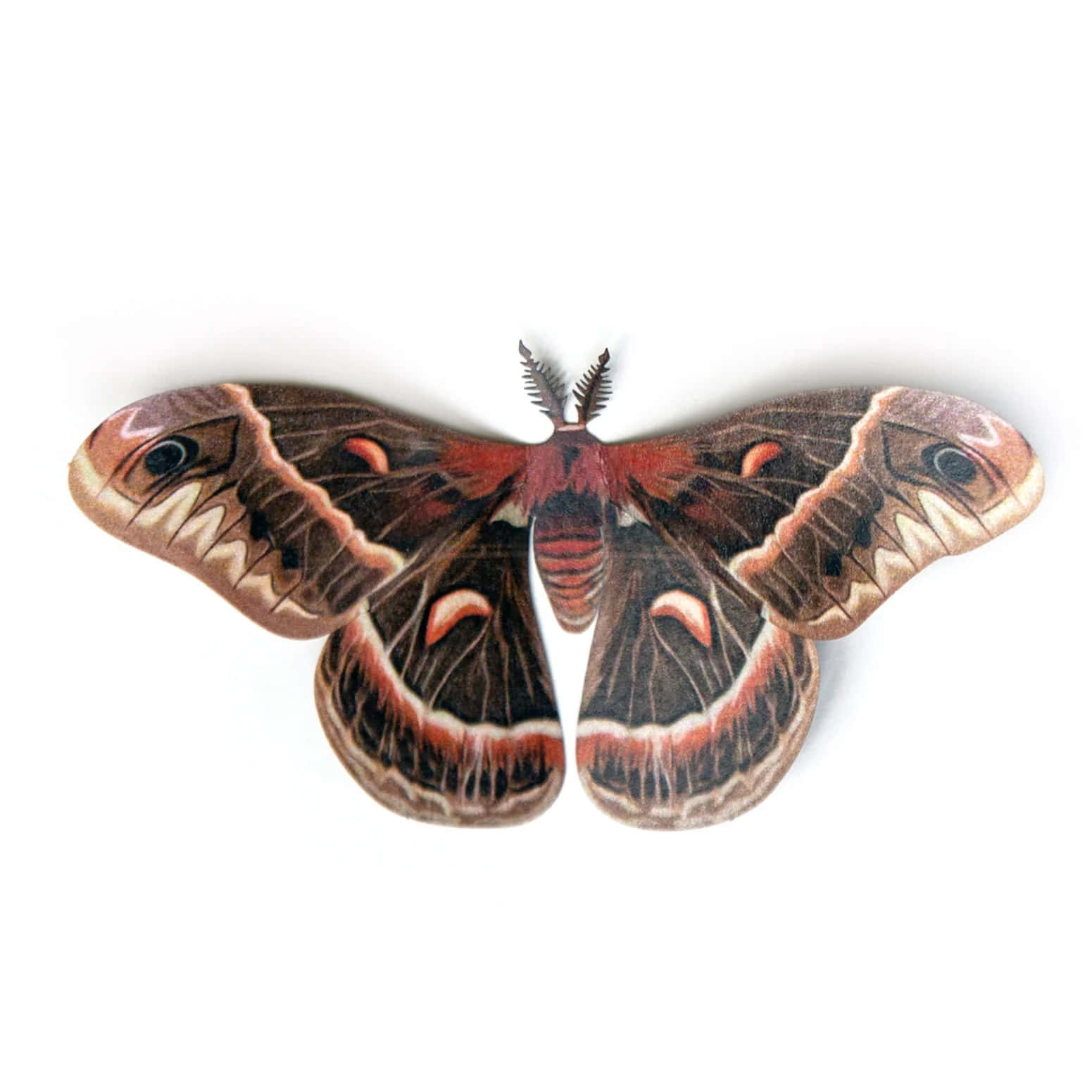 Cecropia Moth, brown red and cream patterned wings, stark white background, HD Desktop Wallpaper