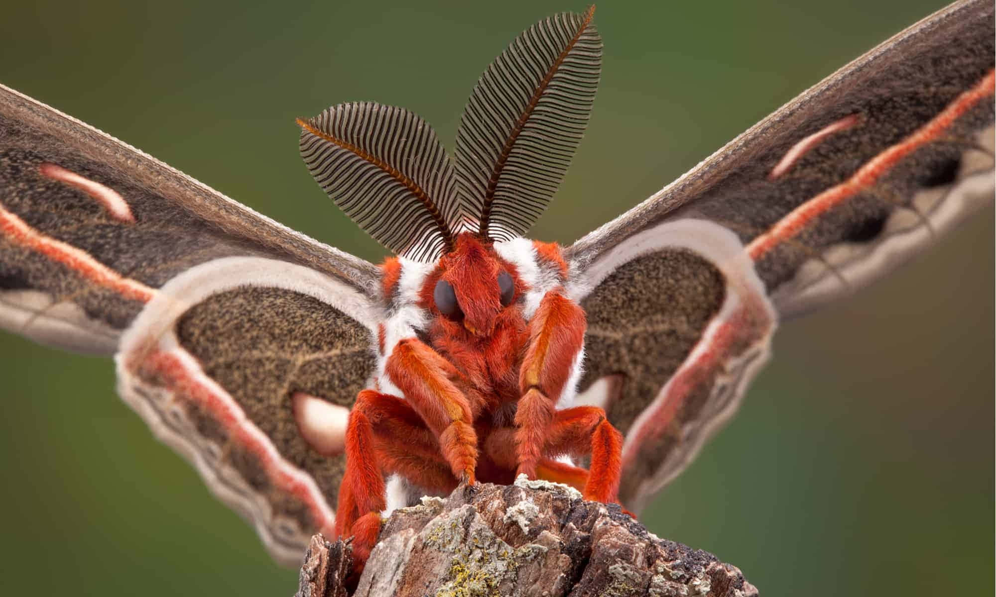 Cecropia Moth, vibrant red and brown, feathery antennae, Full HD Desktop Wallpaper