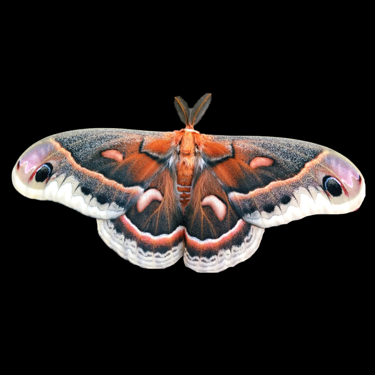 Cecropia Moth, orange black and white patterned wings, pure black background, HD Desktop Wallpaper