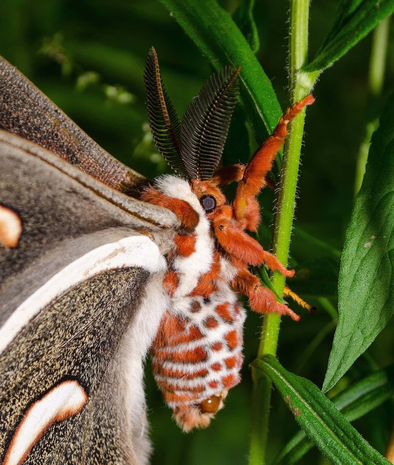 Cecropia Moth, orange furry body, gray wings, HD Phone Wallpaper