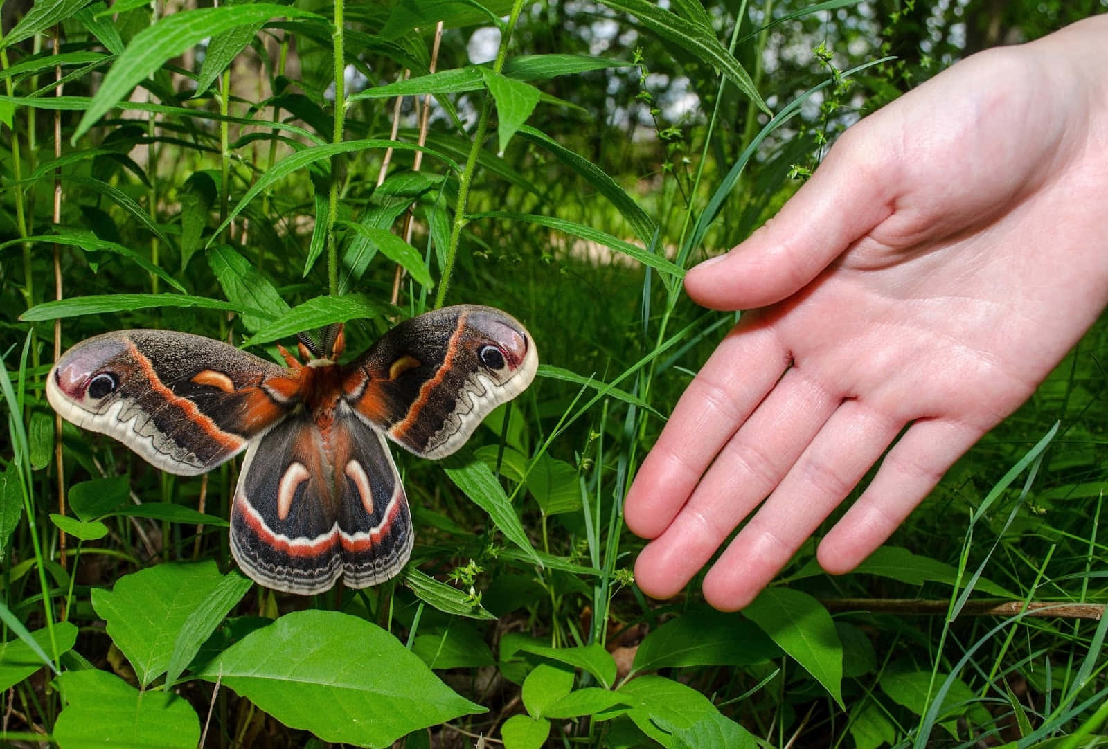 Cecropia Moth, brown and orange moth, eye spots, HD Desktop Wallpaper