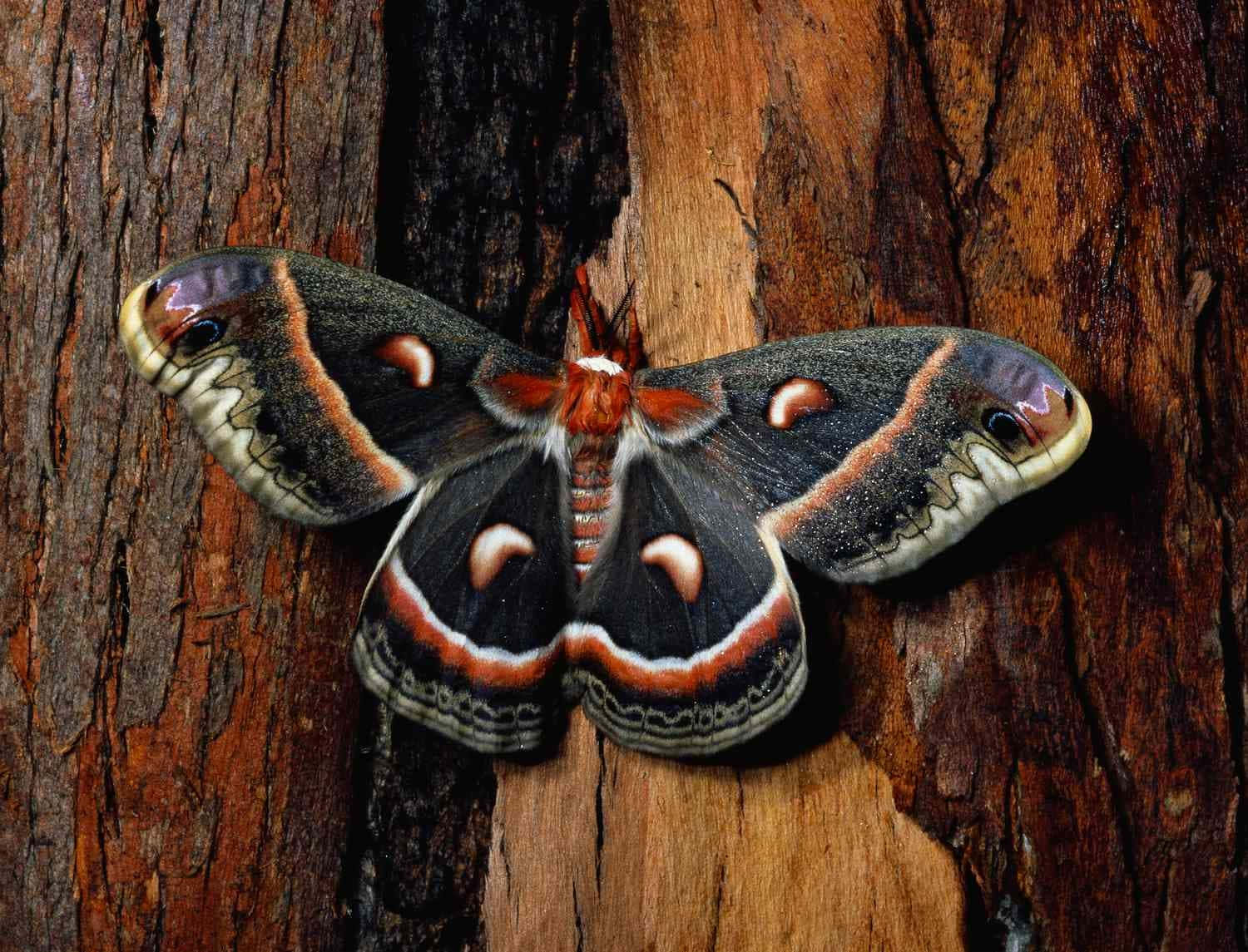 Cecropia Moth, eye spots, orange accents, HD Desktop Wallpaper