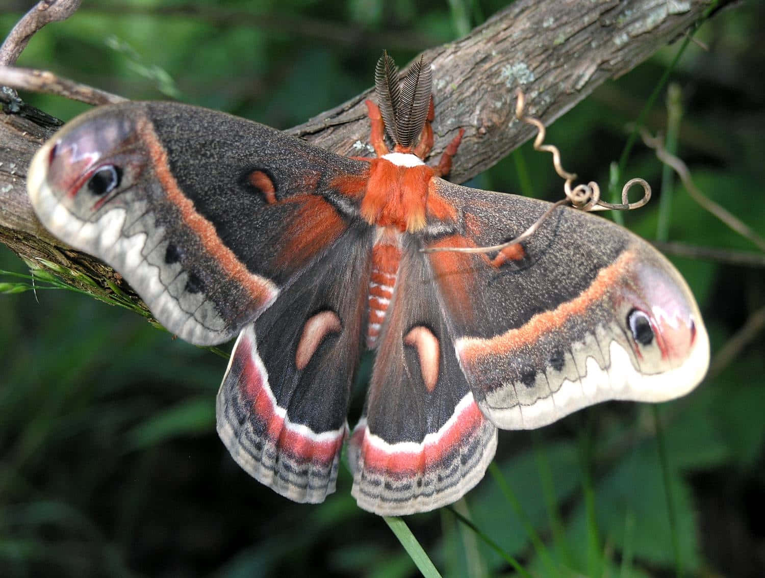Cecropia Moth, eye spots, orange thorax, HD Desktop Wallpaper