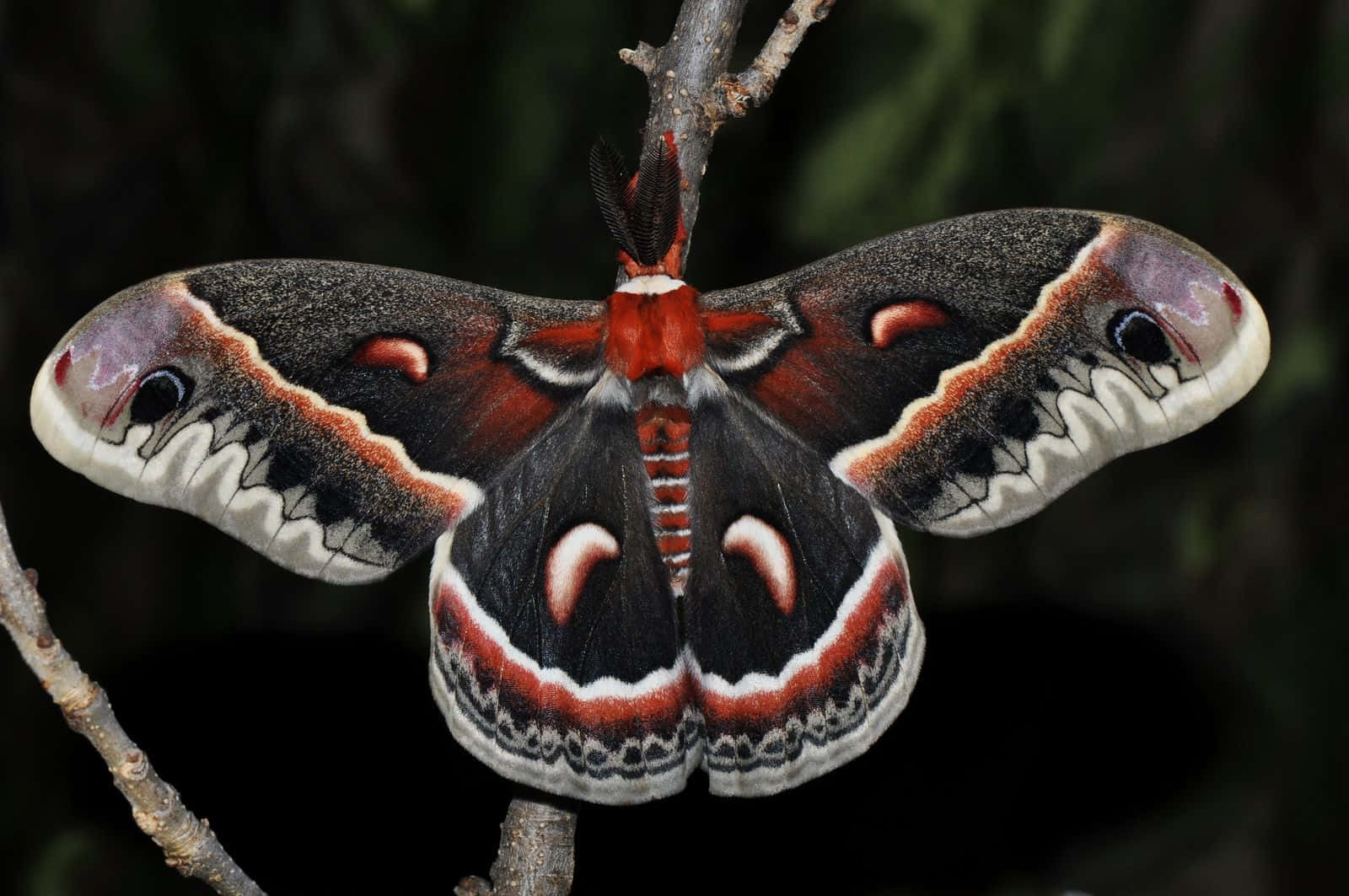 Cecropia Moth, eye-like patterns, red white and black wings, HD Desktop Wallpaper