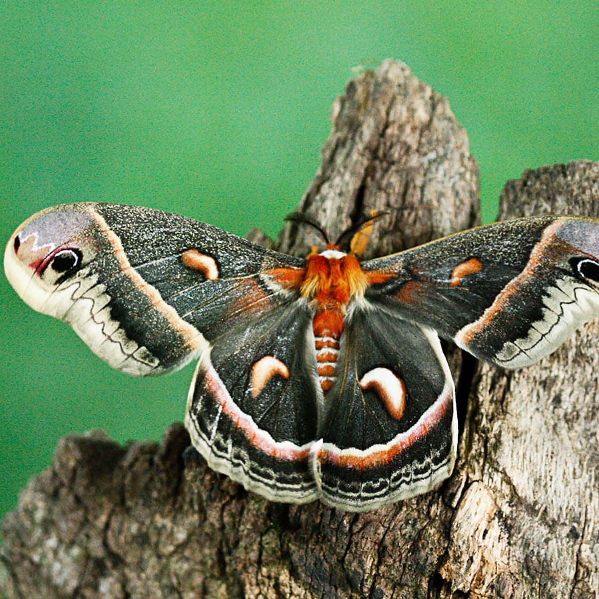 Cecropia Moth, tree stump, orange markings, SD Desktop Wallpaper