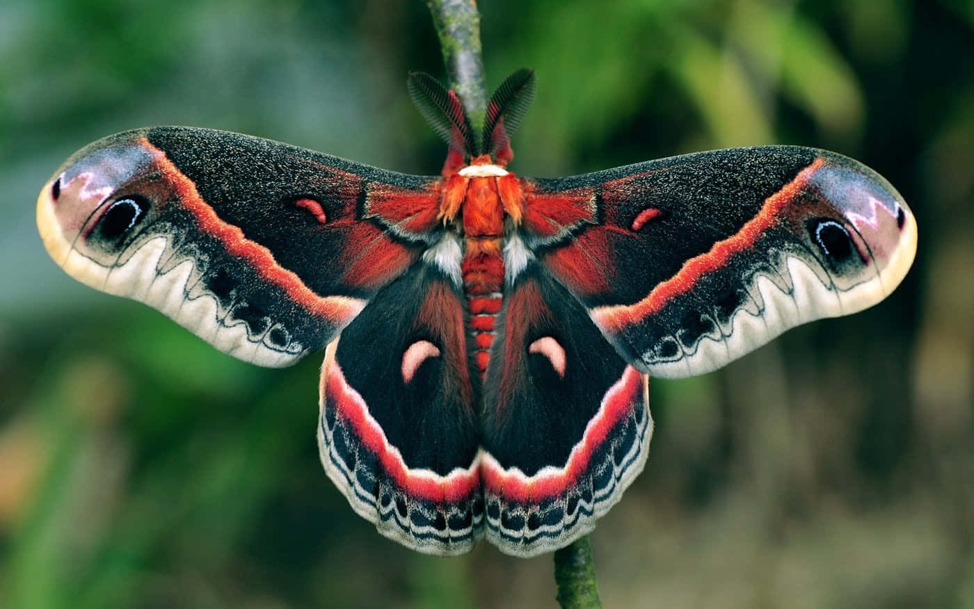 Cecropia Moth, black wings, red and white edges, HD Desktop Wallpaper