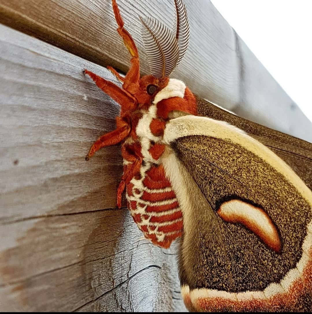 Cecropia Moth, orange and brown, feathery antennae, SD Phone Wallpaper