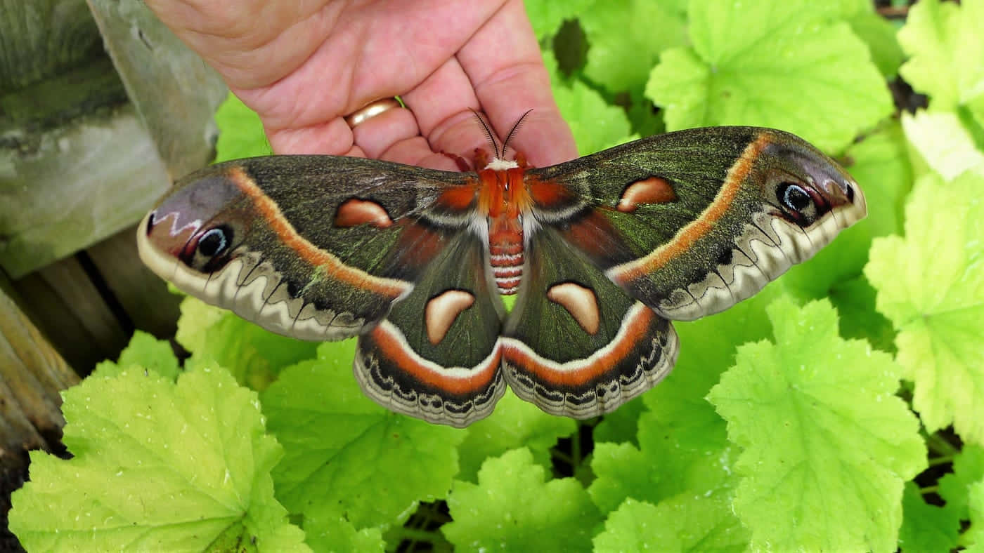 Cecropia Moth, green, orange, HD Desktop Wallpaper