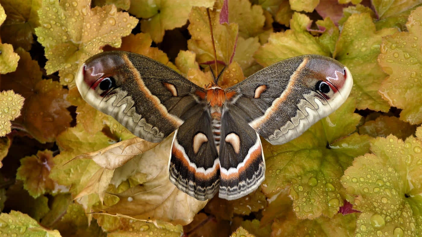 Cecropia Moth, autumn leaves, dewy green leaves, HD Desktop Wallpaper
