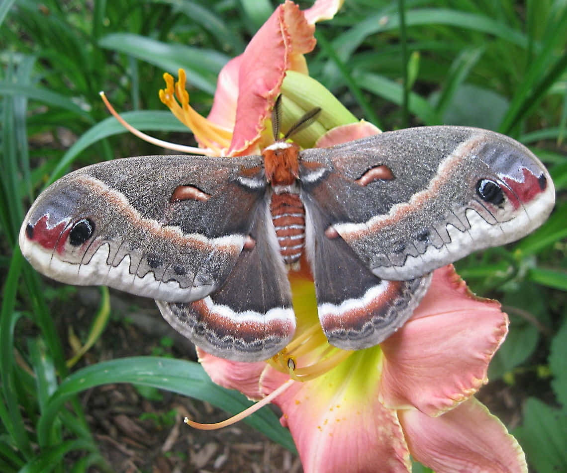 Cecropia Moth, pink daylily bloom, lush green foliage, SD Desktop Wallpaper