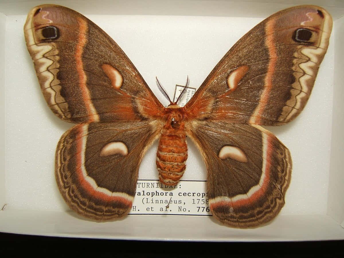 Cecropia Moth, brown wings, eye-like spots, SD Desktop Wallpaper