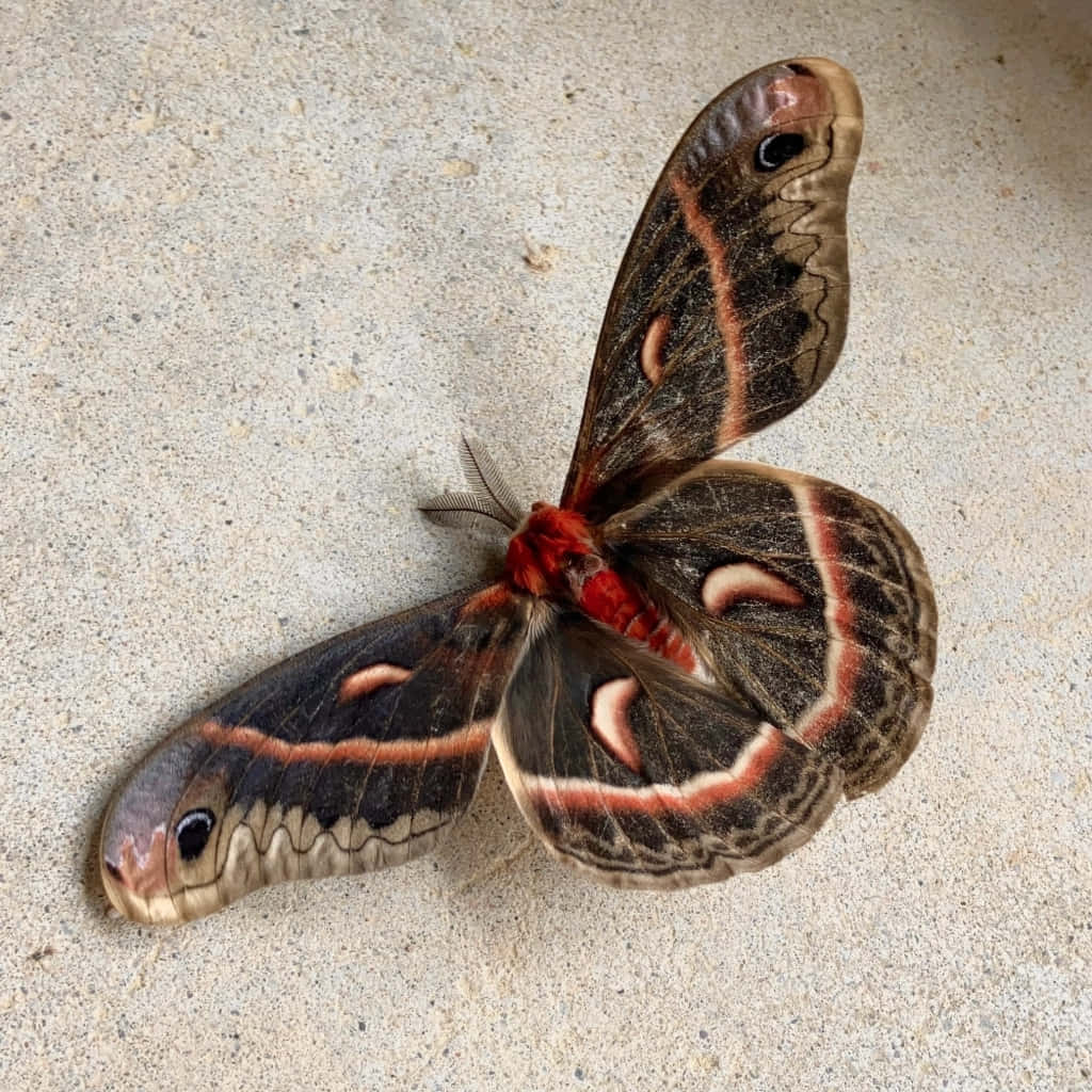 Cecropia Moth, brown red, cream, SD Desktop Wallpaper
