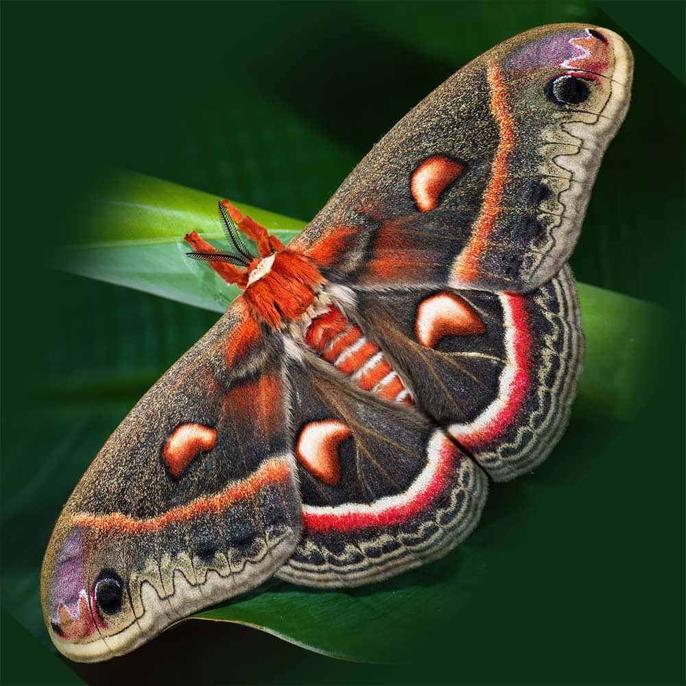 Cecropia Moth, brown red and white patterned wings, vibrant green leaf, SD Desktop Wallpaper
