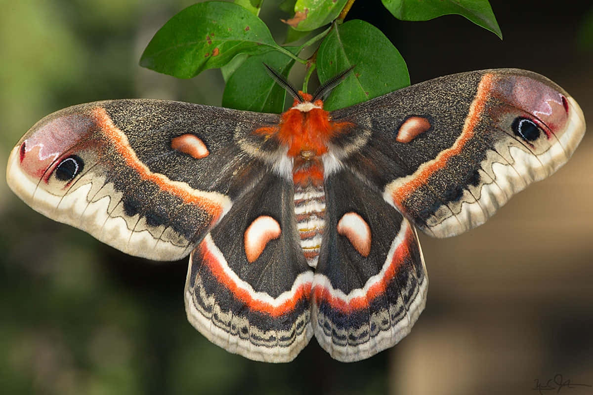 Cecropia Moth, eye-like patterns, vibrant orange accents, SD Desktop Wallpaper