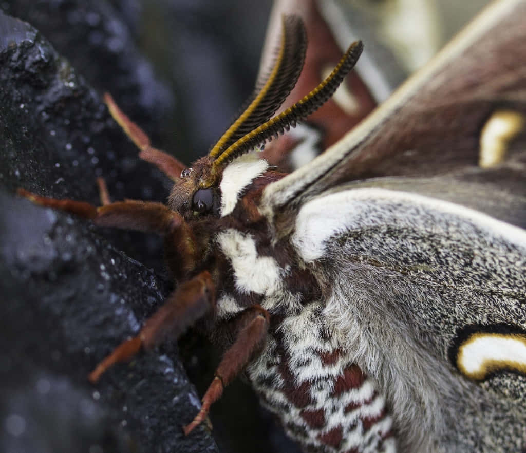 Cecropia Moth, feathery antennae, patterned wings, SD Desktop Wallpaper