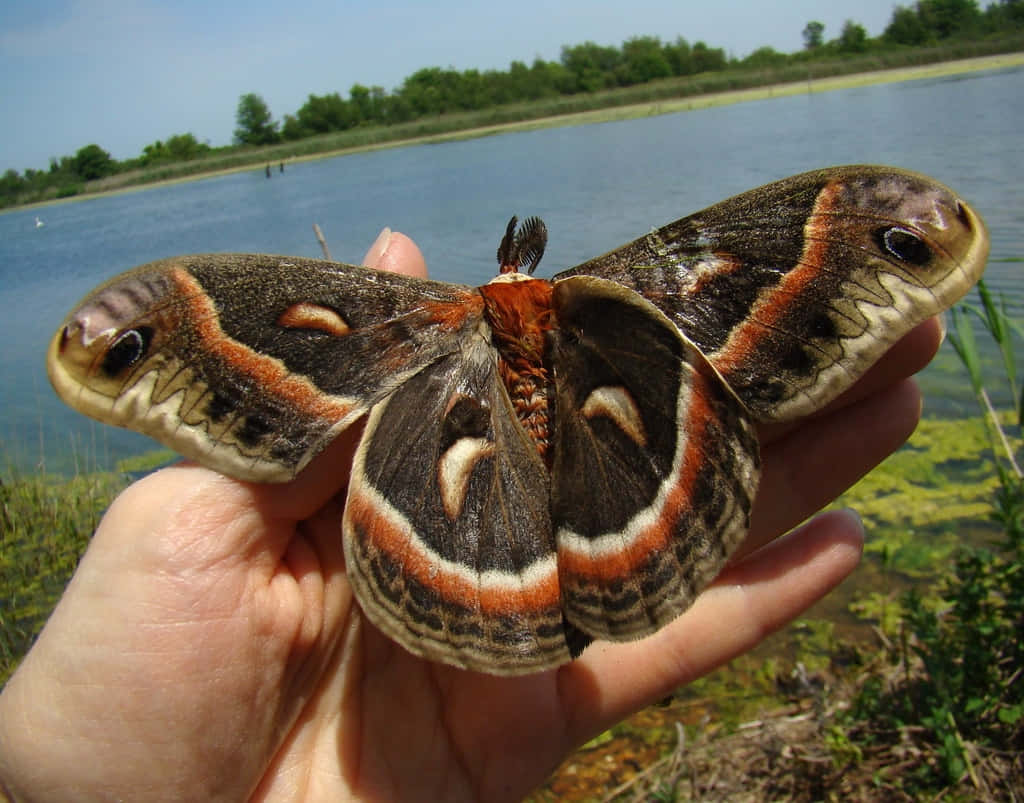 Cecropia Moth, hand, lakeside, SD Desktop Wallpaper