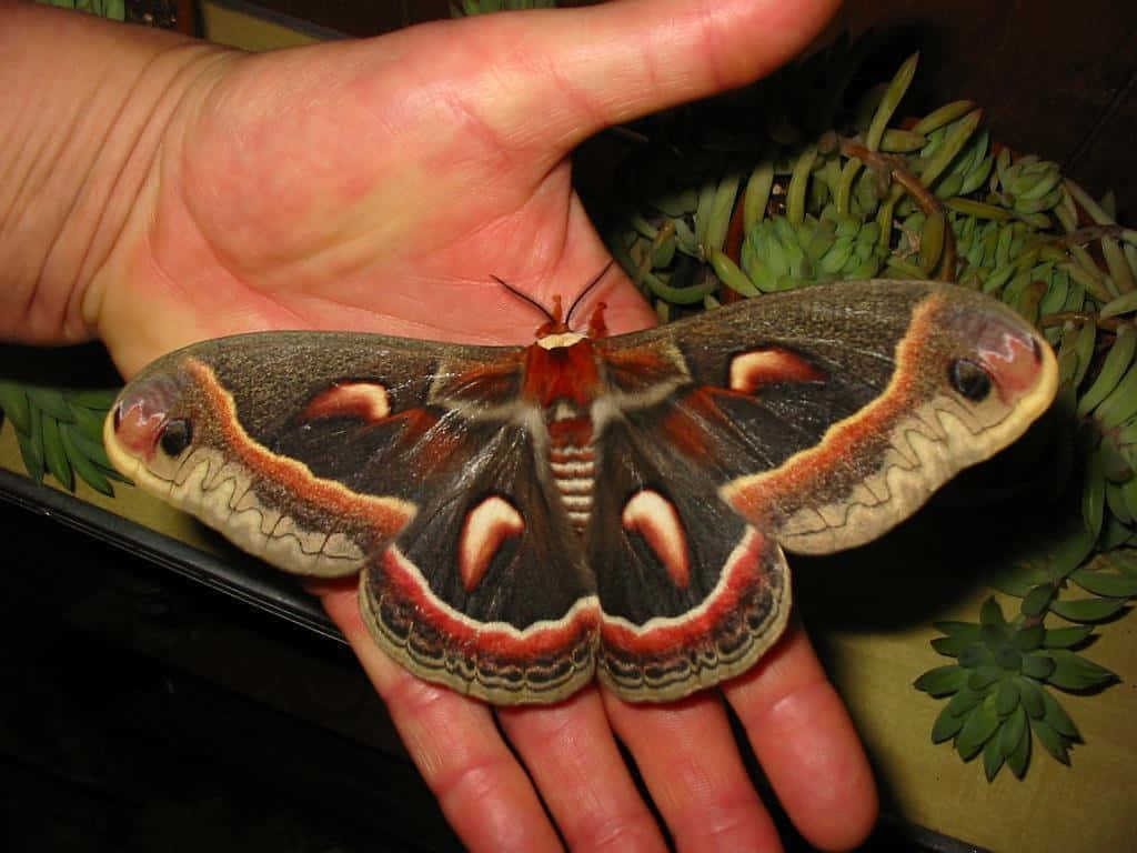 Cecropia Moth, human hand, eye-like patterns, SD Desktop Wallpaper
